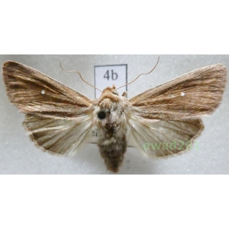 Mythimna albipuncta (Denis & Schiffermüller, 1775) Piętnówka białokropka Czech4b